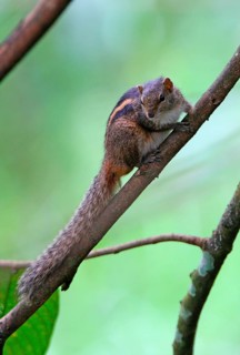 Indian Palm Squirrel