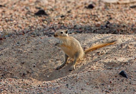 Great gerbil
