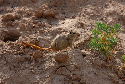 Great great gerbil