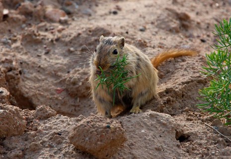 Great great gerbil