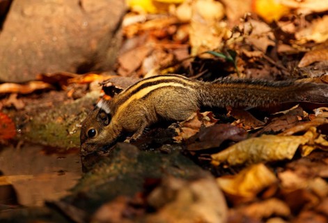 Tamiops mcclellandii