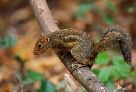 Berdmore's ground squirrel