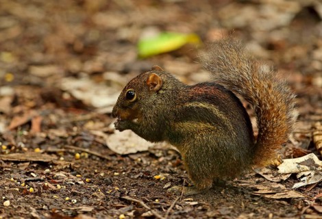 Berdmore's ground squirrel