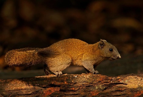Grey-bellied squirrel