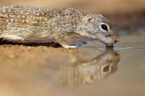 Mexican mexican ground squirrel