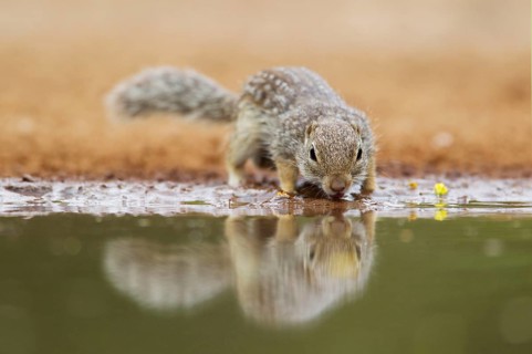 Mexican mexican ground squirrel