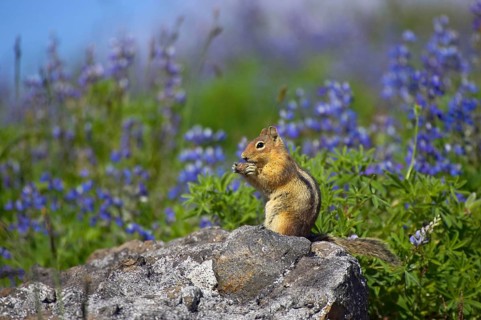 Adult Cascade golden-mantled ground squirrel