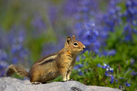Cascade golden-mantled ground squirrel