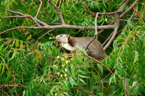 Grizzled giant squirrel