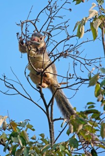 Grizzled giant squirrel