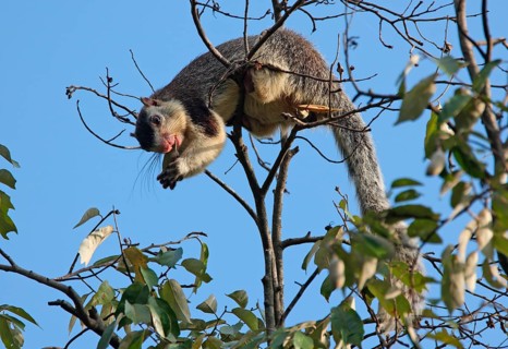 Adult Grizzled Giant grizzled giant squirrel