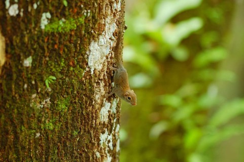 Least pygmy squirrel