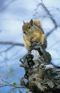 Caucasian squirrel