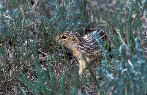 Thirteen-lined thirteen-lined ground squirrel