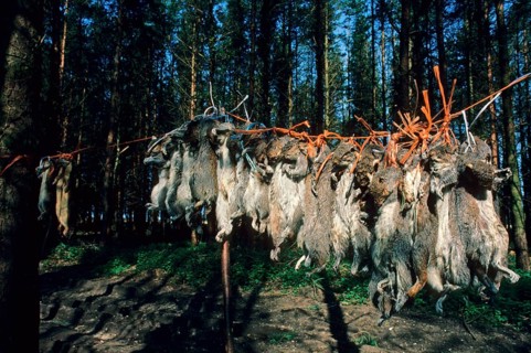 Dead mammals
