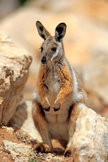 Yellow-footed rock wallaby