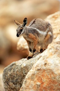 Yellow-footed rock-wallaby