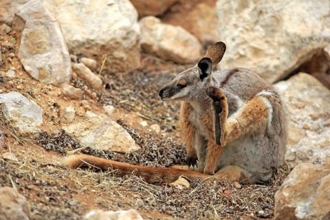 Yellow-footed rock-wallaby