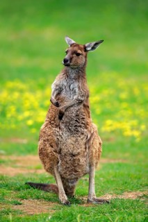 Kangaroo island grey kangaroo