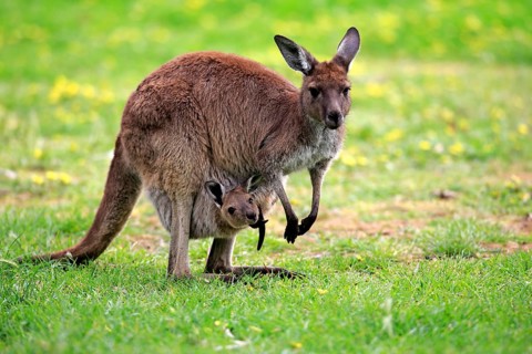 Kangaroo on Kangaroo Island