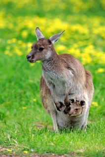 Kangaroo on Kangaroo Island
