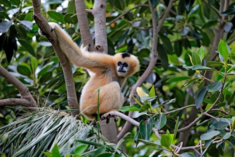 Northern white-cheeked gibbon