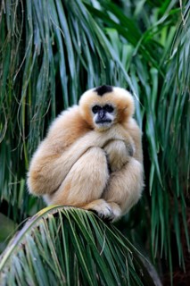 Northern white-cheeked gibbon