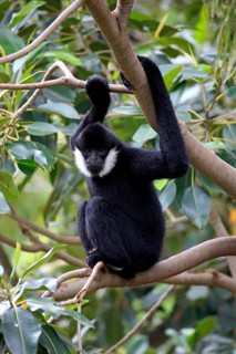Northern white-cheeked gibbon