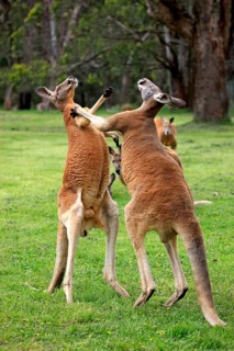 Red kangaroo