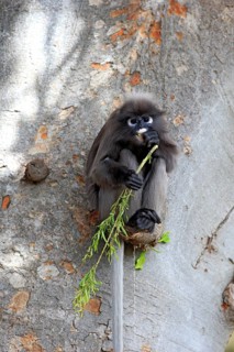 Dusky leaf monkey