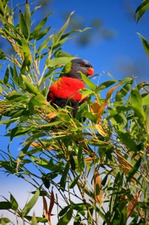Coconut lorikeet
