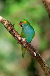 Purple-crowned lorikeet