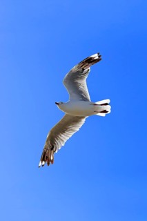 Silver gull