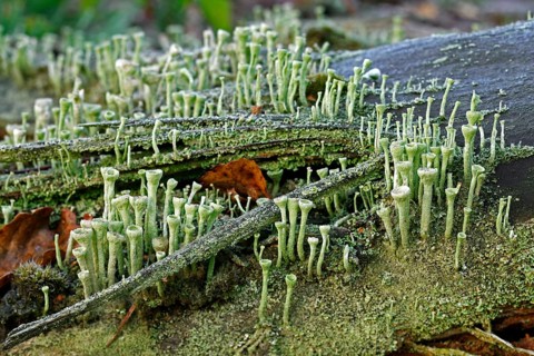 (Cladonia fimbriata) lichen