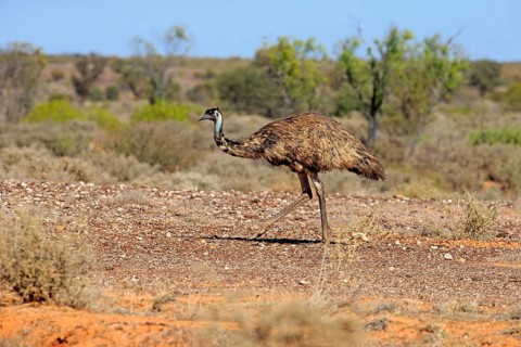 Emu