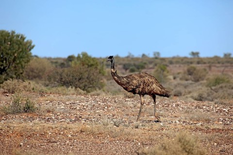 Emu