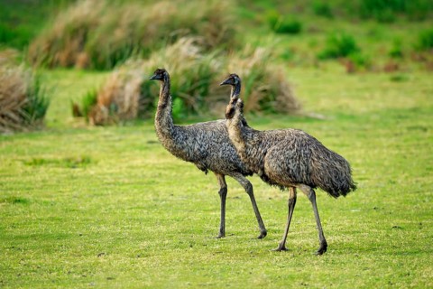 Emu