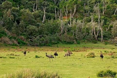 Emu
