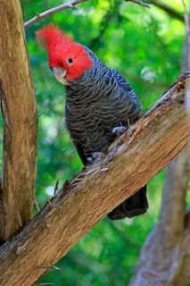 Gang-gang cockatoo