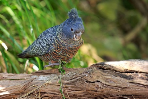 Gang-gang cockatoo