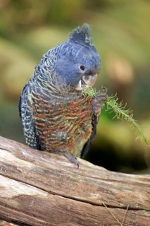 Gang-gang cockatoo