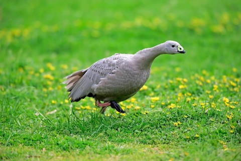 Cape barren goose