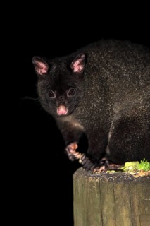 Mountain Bushtail Ossum