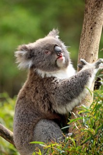 Koala