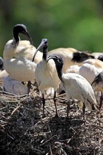 Australian white australian white ibis
