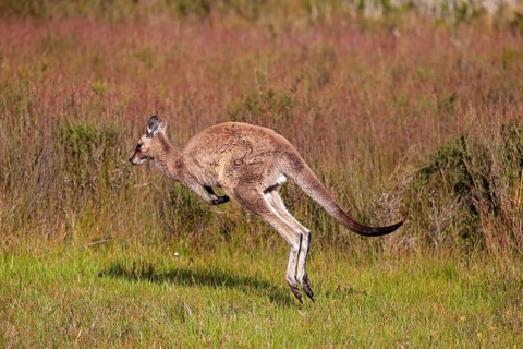 Eastern grey kangaroo