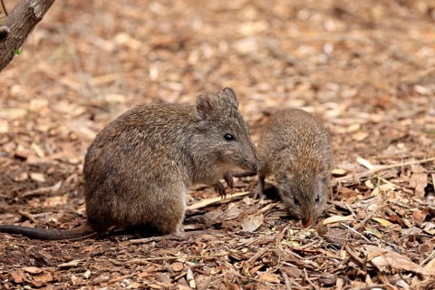 Rat kangaroo