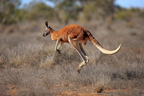Red kangaroo