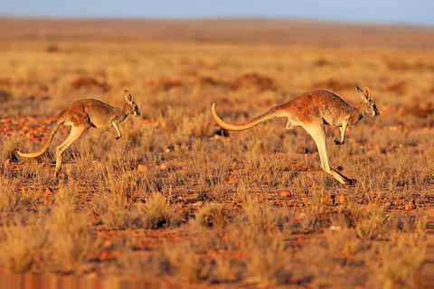 Red kangaroo