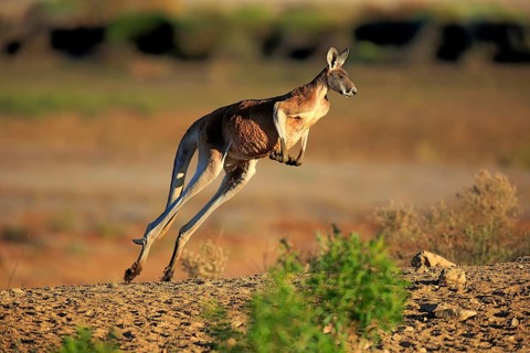 Red kangaroo